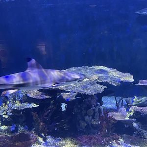 Black-tip reef shark