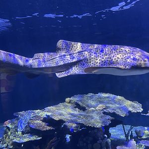 Zebra shark