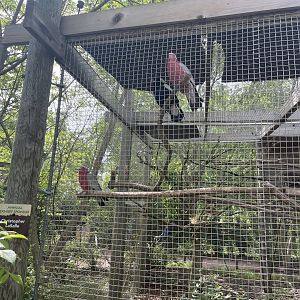 Australian magpie and Galahs