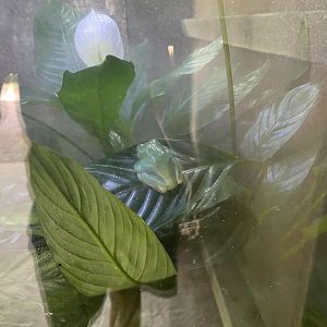 Australian orange-eyed tree frogs