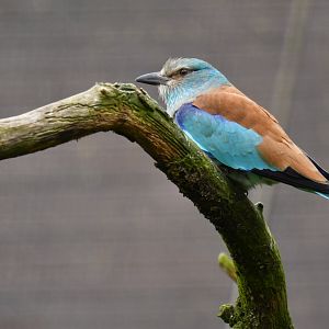 European roller (Coracias garrulus)