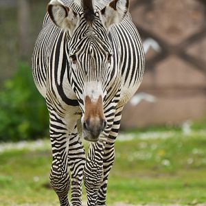 Grevy's zebra (Equus grevyi)