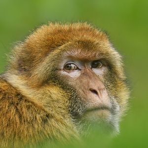 Barbary macaque (Macaca sylvanus)