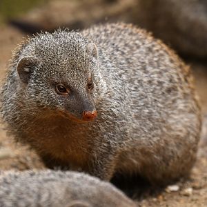 Banded mongoose (Mungo mungo)