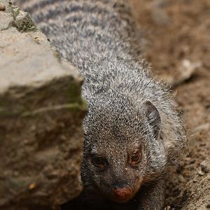 Banded mongoose (Mungo mungo)