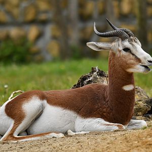 Mhorr's gazelle (Nanger dama)