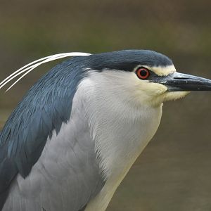 Black-crowned night heron (Nycticorax nycticorax)