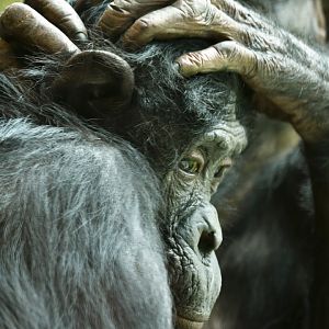 Bonobo (Pan paniscus)