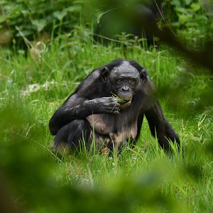 Bonobo (Pan paniscus)