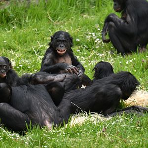Bonobo (Pan paniscus)