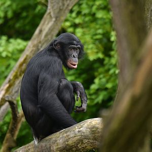 Bonobo (Pan paniscus)