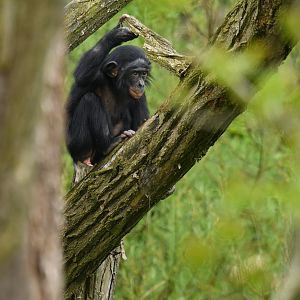 Bonobo (Pan paniscus)