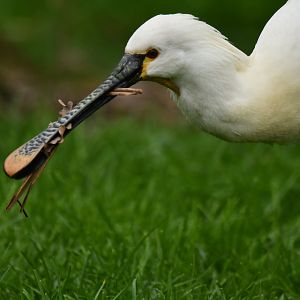 Eurasian spoonbill (Platalea leucorodia)