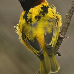 Village Weaver Ploceus cucullatus