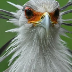 Secretary bird (Sagittarius serpentarius)