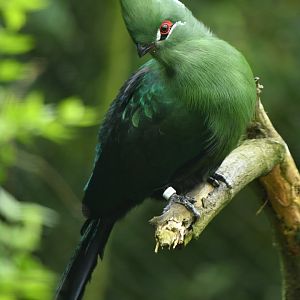 Black-billed turaco (Tauraco schuettii)