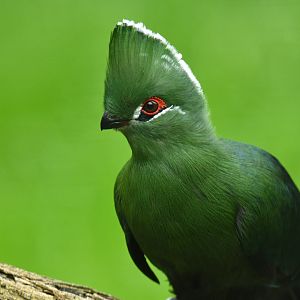 Black-billed turaco (Tauraco schuettii)