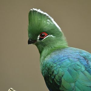 Black-billed turaco (Tauraco schuettii)