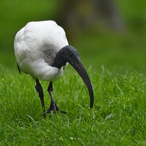 Sacred ibis (Threskiornis aethiopicus)