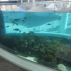 Loggerhead Center (2022) - Fish tank