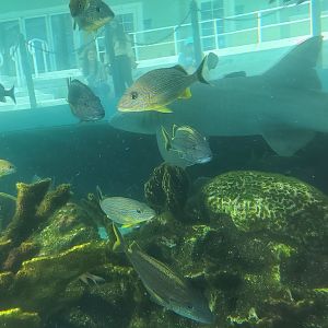 Loggerhead Center (2022) - Nurse Shark and other fish