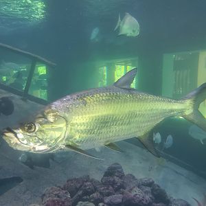 Gumbo Limbo NC (2022) - Tarpon
