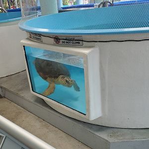 Gumbo Limbo NC (2022) - Sea Turtle rehab tank