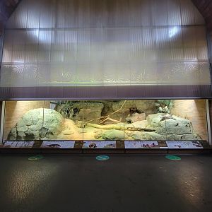 Bronx - Zoo Center, Komodo dragon, zebra finch, Java sparrow