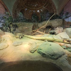 Bronx - Zoo Center, Komodo dragon, zebra finch, Java sparrow