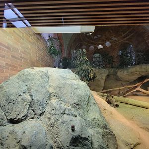 Bronx - Zoo Center, Komodo dragon, zebra finch, Java sparrow