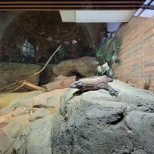 Bronx - Zoo Center, Komodo dragon, zebra finch, Java sparrow