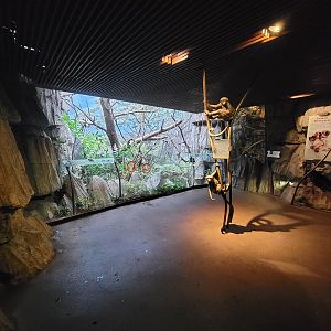 Bronx - Madagascar, inside entrance, Coquerel's sifaka