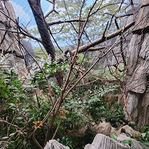 Bronx - Madagascar, Coquerel's sifaka