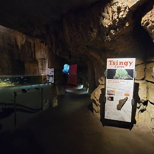 Bronx - Madagascar, Nile crocodile