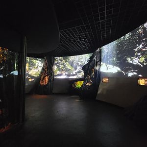 Bronx - Madagascar, nocturnal room after Nile croc