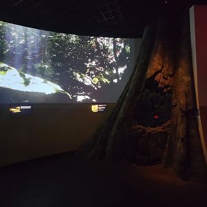 Bronx - Madagascar, nocturnal room