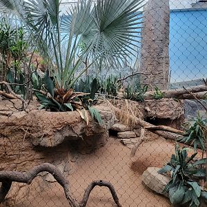 Bronx - Madagascar, Spiny Forest