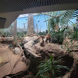 Bronx - Madagascar, Spiny Forest