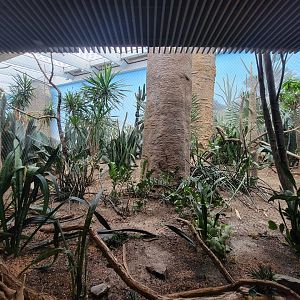 Bronx - Madagascar, Spiny Forest