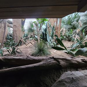 Bronx - Madagascar, Spiny Forest