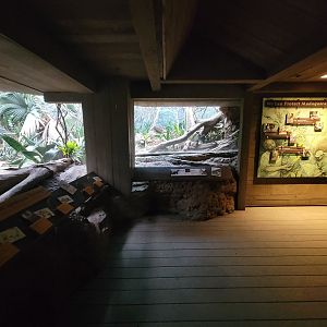 Bronx - Madagascar, Spiny Forest end on left, ring-tailed vontsira in front