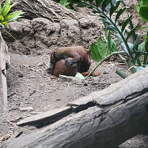 Bronx - Madagascar, ring-tailed vontsira playing