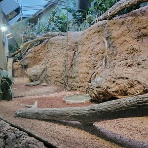 Bronx - Madagascar, mirrors used to make exhibits look bigger. Radiated tortoise, spider tortoise, spiny iguana, four-lined plated lizard