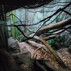 Bronx - Madagascar, Fossa