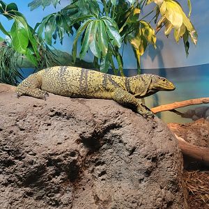Bronx - Reptile House, Butaan / Gray's monitor