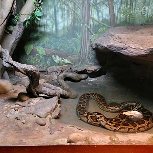 Bronx - Reptile House, Burmese Python drowning/constricting dead rabbit