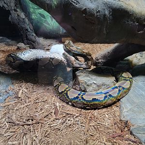 Bronx - Reptile House, Reticulated python eating a dead rabbit