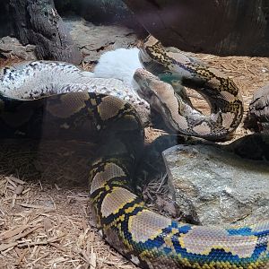 Bronx - Reptile House, Reticulated python eating a dead rabbit