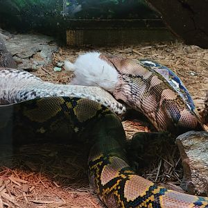 Bronx - Reptile House, Reticulated python eating a dead rabbit