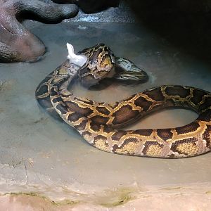 Bronx - Reptile House, Boa constrictor drowning/constricting dead rabbit